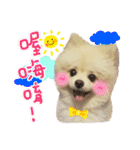 Pomeranian Tuanzi（個別スタンプ：18）