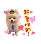 Pomeranian Tuanzi（個別スタンプ：19）