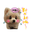 Pomeranian Tuanzi（個別スタンプ：20）