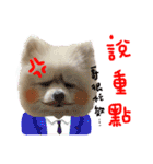 Pomeranian Tuanzi（個別スタンプ：21）