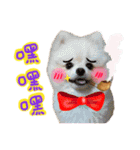 Pomeranian Tuanzi（個別スタンプ：22）