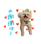 Pomeranian Tuanzi（個別スタンプ：23）