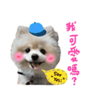 Pomeranian Tuanzi（個別スタンプ：24）