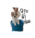 dogs banban2（個別スタンプ：1）