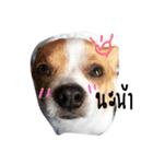 dogs banban2（個別スタンプ：2）