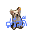 dogs banban2（個別スタンプ：3）