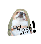 dogs banban2（個別スタンプ：5）
