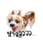 dogs banban2（個別スタンプ：6）