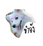 dogs banban2（個別スタンプ：7）