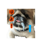 ペキニーズの日常（個別スタンプ：2）