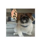 ペキニーズの日常（個別スタンプ：6）
