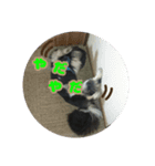 ペキニーズの日常（個別スタンプ：10）