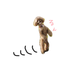 トイプードルベリー（個別スタンプ：7）