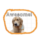 Golden retriever,Juck2 English（個別スタンプ：12）