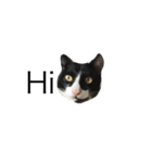 Charcoal My Cat V.1（個別スタンプ：1）