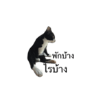 Charcoal My Cat V.1（個別スタンプ：2）
