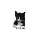 Charcoal My Cat V.1（個別スタンプ：3）