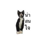 Charcoal My Cat V.1（個別スタンプ：4）