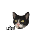 Charcoal My Cat V.1（個別スタンプ：5）