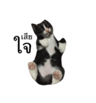 Charcoal My Cat V.1（個別スタンプ：6）