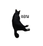 Charcoal My Cat V.1（個別スタンプ：7）