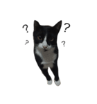Charcoal My Cat V.1（個別スタンプ：10）