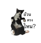 Charcoal My Cat V.1（個別スタンプ：12）