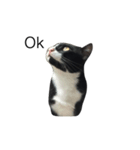 Charcoal My Cat V.1（個別スタンプ：13）