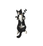 Charcoal My Cat V.1（個別スタンプ：14）