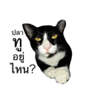 Charcoal My Cat V.1（個別スタンプ：15）