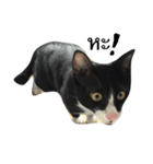 Charcoal My Cat V.1（個別スタンプ：16）