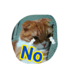台湾語 日本語 中国語 猫 鳥 うさぎ（個別スタンプ：2）