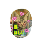 台湾語 日本語 中国語 猫 鳥 うさぎ（個別スタンプ：4）