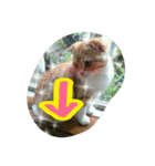 台湾語 日本語 中国語 猫 鳥 うさぎ（個別スタンプ：7）