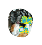 台湾語 日本語 中国語 猫 鳥 うさぎ（個別スタンプ：8）