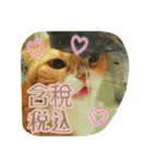 台湾語 日本語 中国語 猫 鳥 うさぎ（個別スタンプ：9）