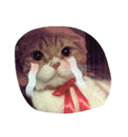 台湾語 日本語 中国語 猫 鳥 うさぎ（個別スタンプ：10）