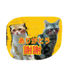 台湾語 日本語 中国語 猫 鳥 うさぎ（個別スタンプ：11）