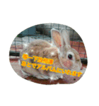 台湾語 日本語 中国語 猫 鳥 うさぎ（個別スタンプ：12）