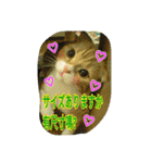 台湾語 日本語 中国語 猫 鳥 うさぎ（個別スタンプ：13）