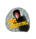 台湾語 日本語 中国語 猫 鳥 うさぎ（個別スタンプ：20）