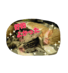 台湾語 日本語 中国語 猫 鳥 うさぎ（個別スタンプ：21）