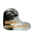 台湾語 日本語 中国語 猫 鳥 うさぎ（個別スタンプ：23）