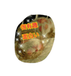 台湾語 日本語 中国語 猫 鳥 うさぎ（個別スタンプ：24）