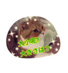 台湾語 日本語 中国語 猫 鳥 うさぎ（個別スタンプ：29）