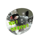 台湾語 日本語 中国語 猫 鳥 うさぎ（個別スタンプ：30）