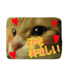 台湾語 日本語 中国語 猫 鳥 うさぎ（個別スタンプ：34）