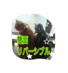 台湾語 日本語 中国語 猫 鳥 うさぎ（個別スタンプ：36）