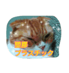 台湾語 日本語 中国語 猫 鳥 うさぎ（個別スタンプ：37）