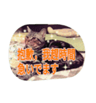 台湾語 日本語 中国語 猫 鳥 うさぎ（個別スタンプ：38）